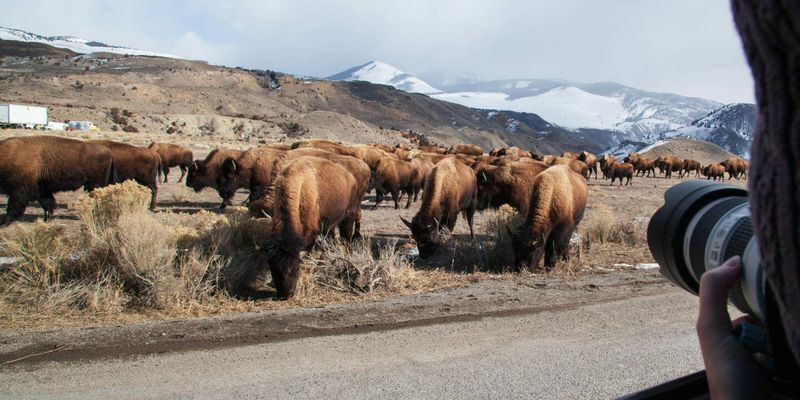 Yellowstone National Park Expedition