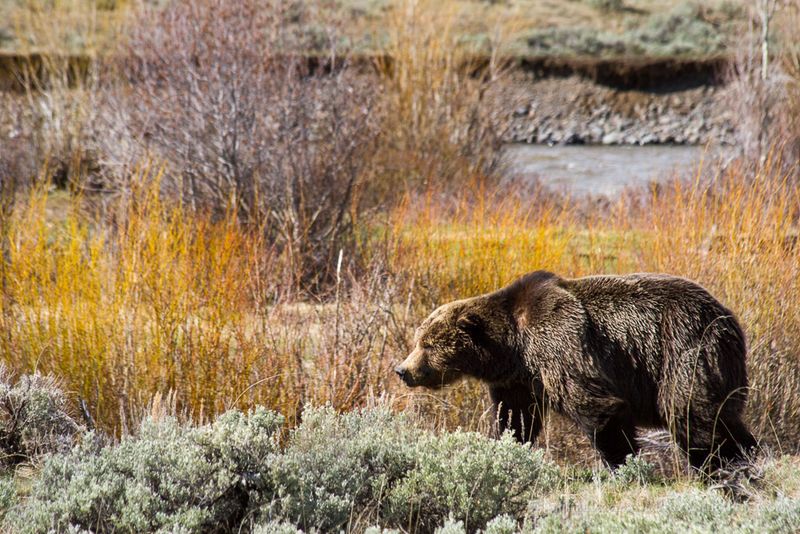 Yellowstone National Park - Lamar Valley Trail