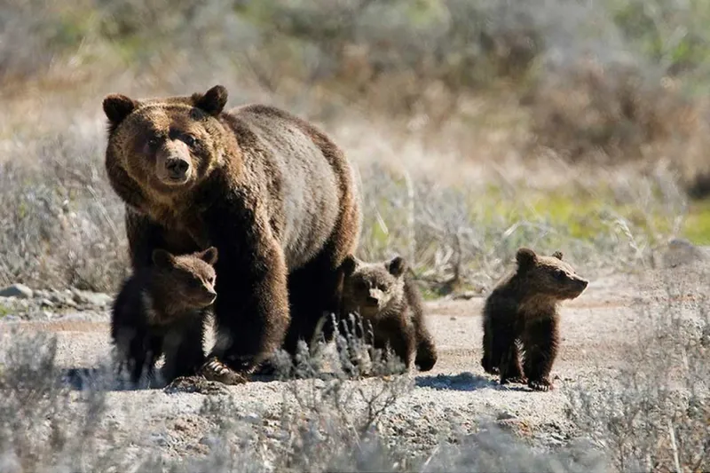 Yellowstone National Park
