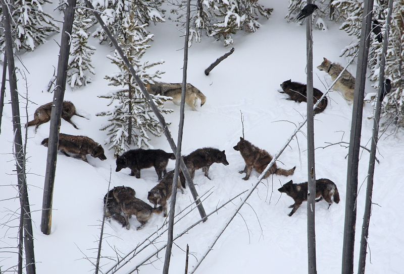 Yellowstone's Lamar Pack