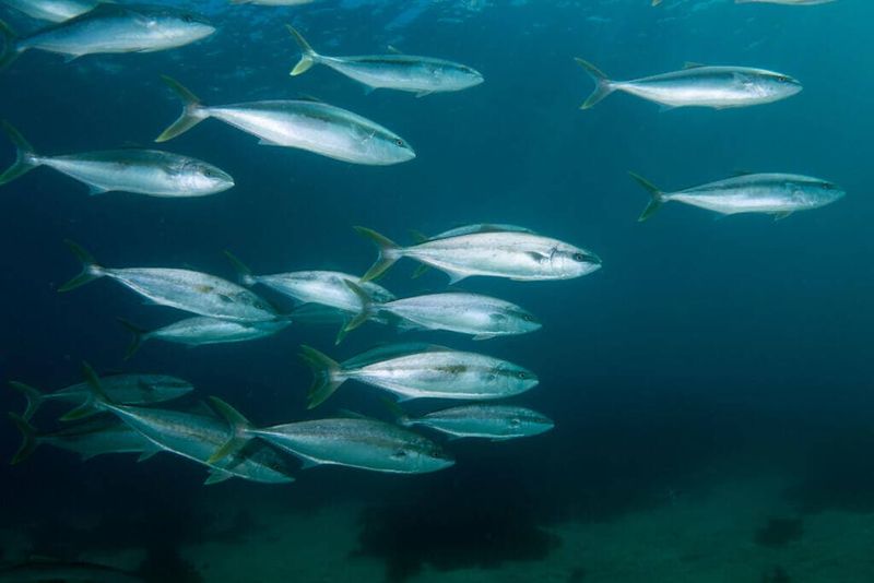 Yellowtail Amberjack
