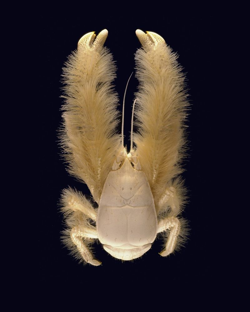 Yeti Crab