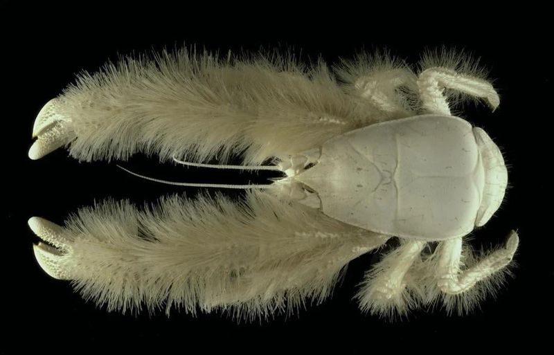 Yeti Crab