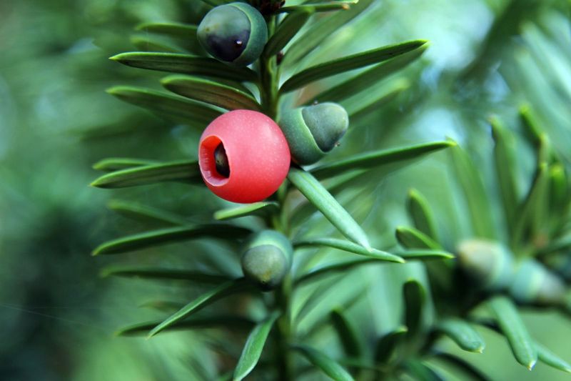 Yew