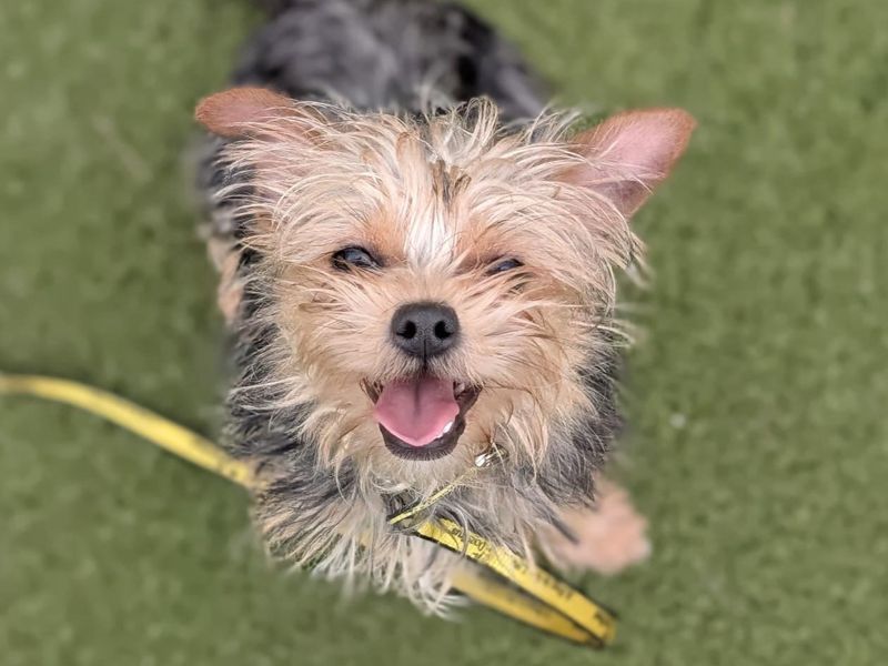 Yorkshire Terrier