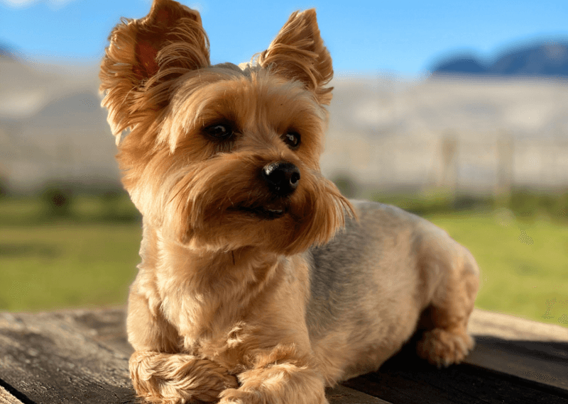 Yorkshire Terrier