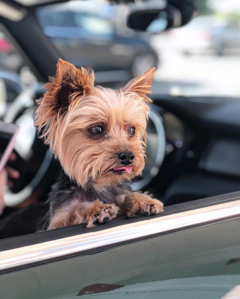 Yorkshire Terrier