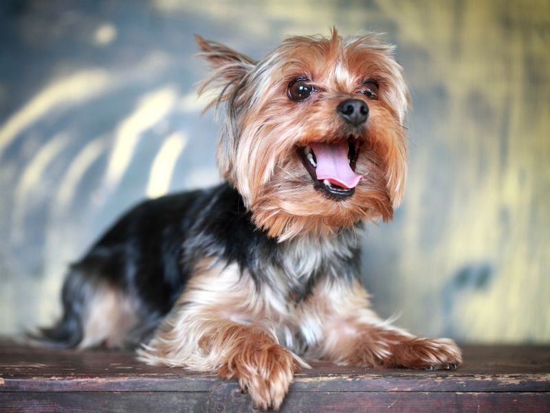 Yorkshire Terrier