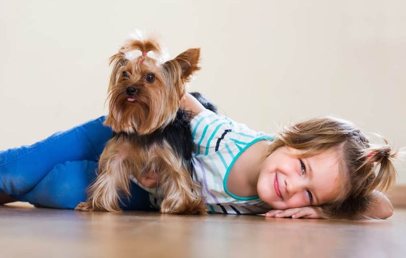 Yorkshire Terrier