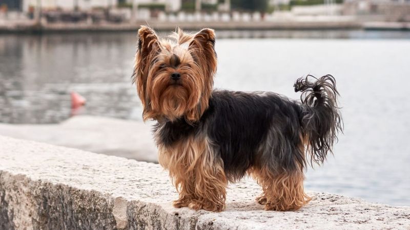 Yorkshire Terrier