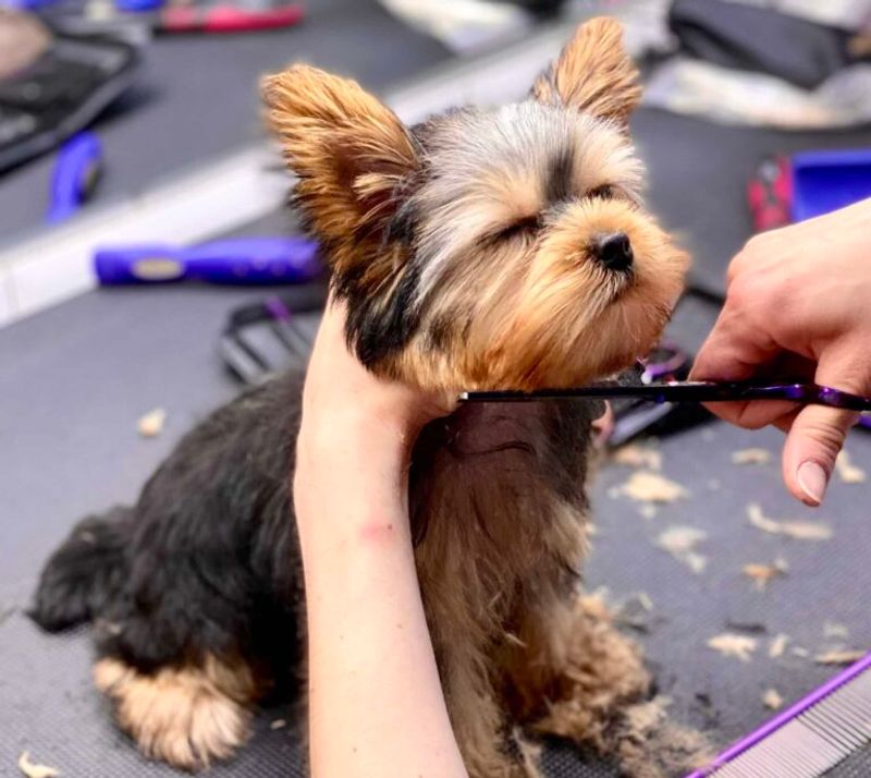 Yorkshire Terrier