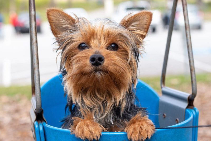 Yorkshire Terrier