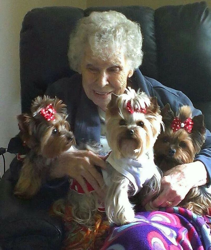Yorkshire Terrier