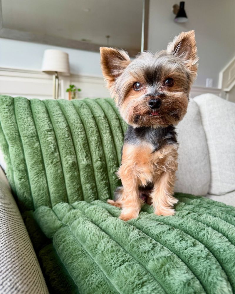Yorkshire Terrier