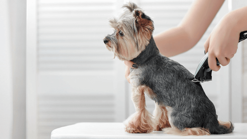 Yorkshire Terrier