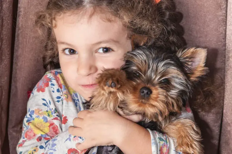 Yorkshire Terrier