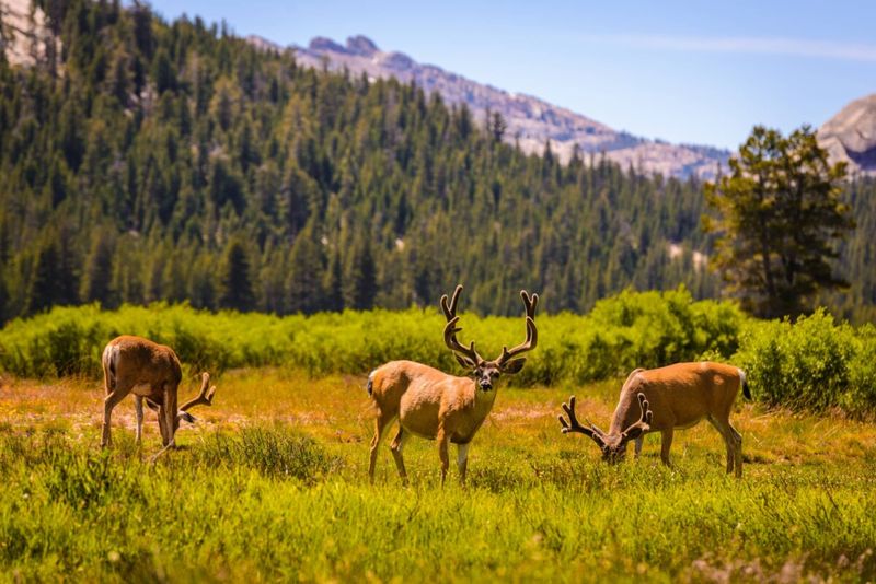 Yosemite National Park