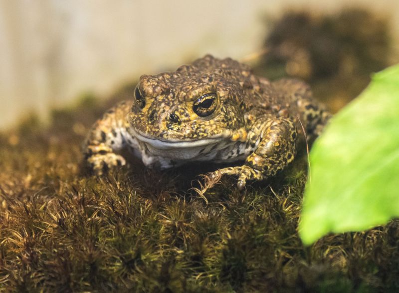 Yosemite Toad