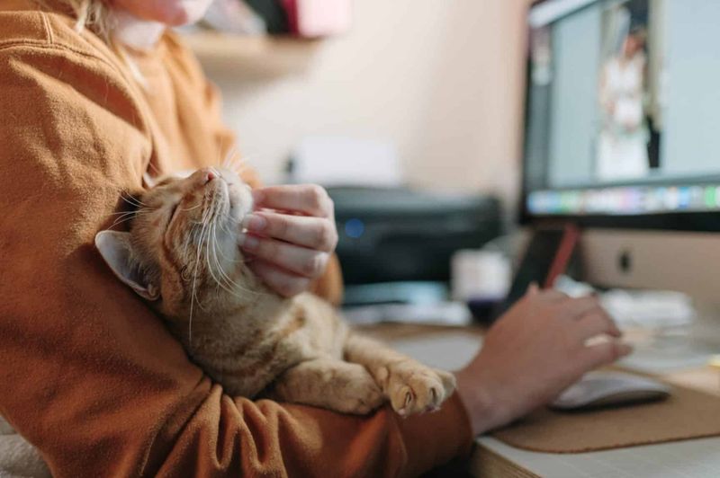 You Prefer Cats