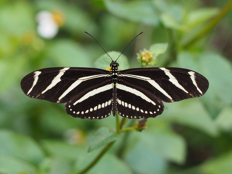 Zebra Longwing Moth