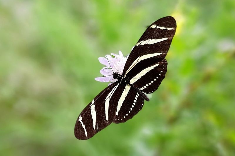 Zebra Longwing