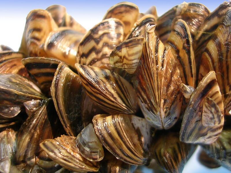 Zebra Mussels