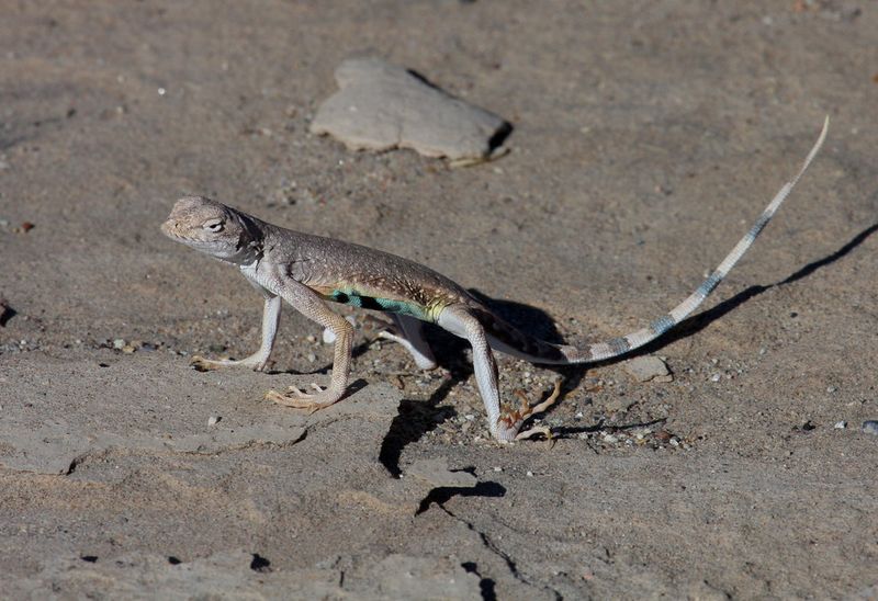 Zebra-tailed Lizard