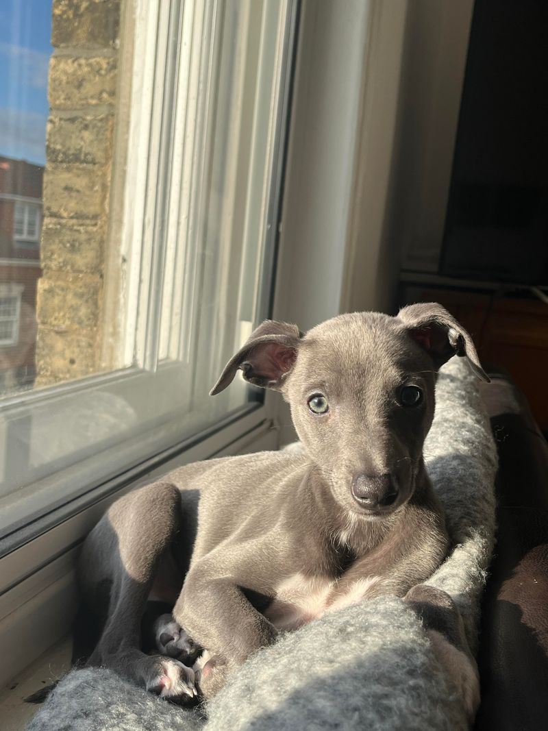 Ziggy the Whippet-Italian Greyhound Mix