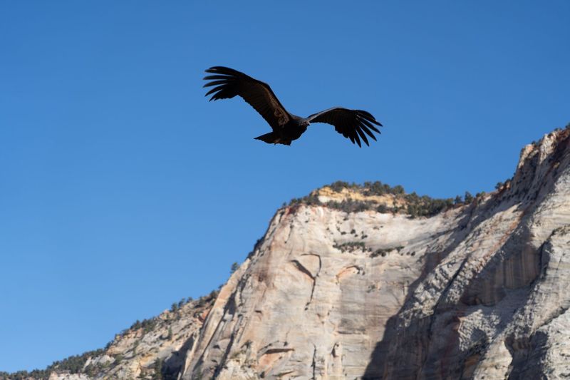 Zion National Park