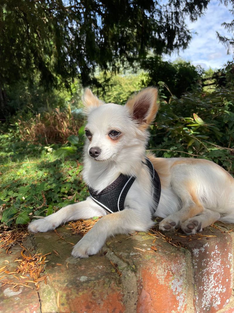 Zoe - Chihuahua