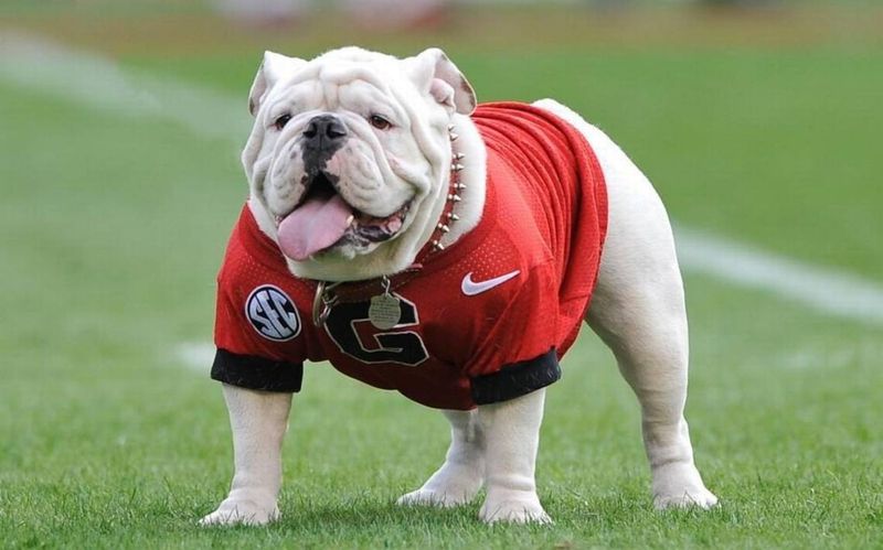 Zoe, the Mascot Dog