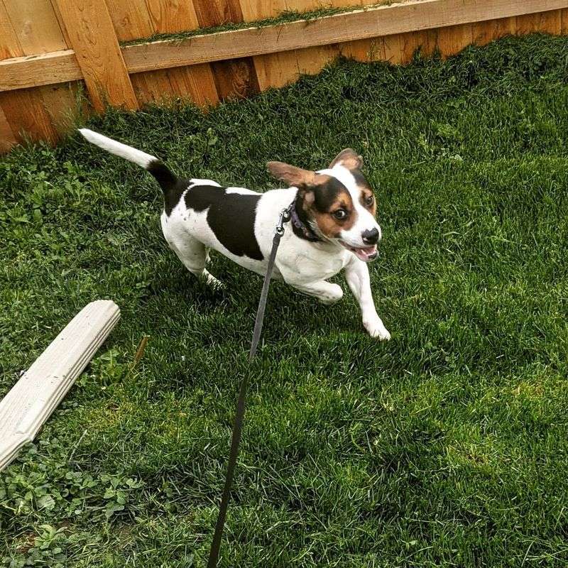 Zoey the French Bulldog-Basset Hound Mix