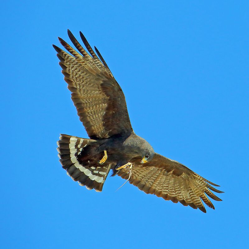 Zone-tailed Hawk