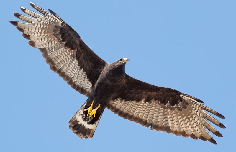 Zone-tailed Hawk