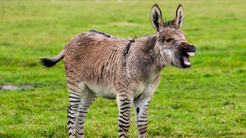 Zonkey
