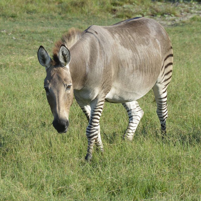 Zonkey