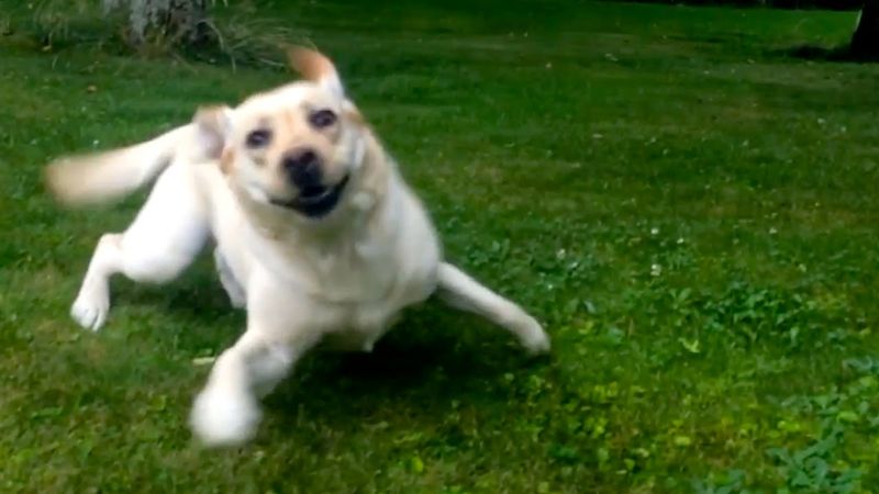 Zoomies