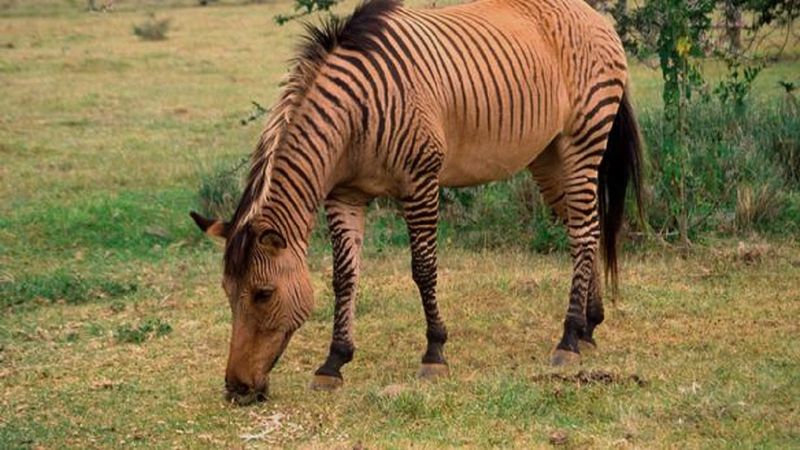 Zorse