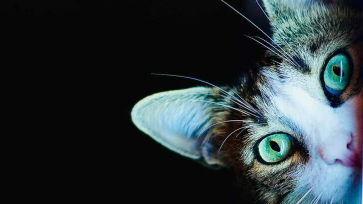 adorable-cat-behaviors-that-might-be-a-cry-for-help