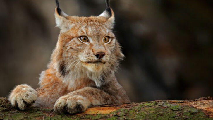 20 Adorable-Looking Animals With Fierce Hunting Skills