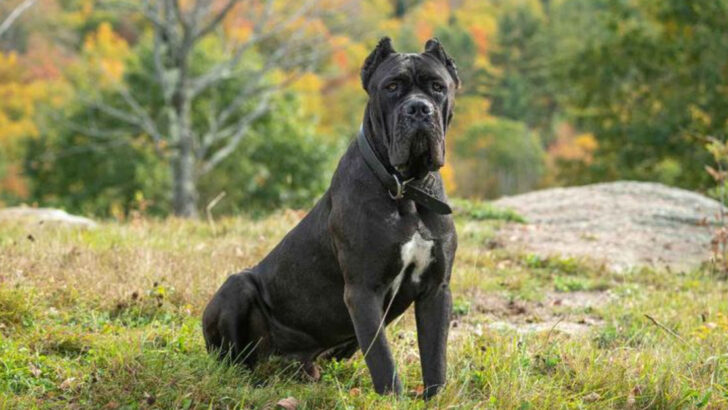 14 Amazing Things About Cane Corsos (And 7 Big Dogs With the Same Energy)
