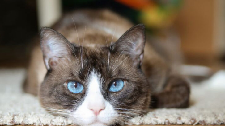 20 American Cat Breeds That Will Steal Your Heart