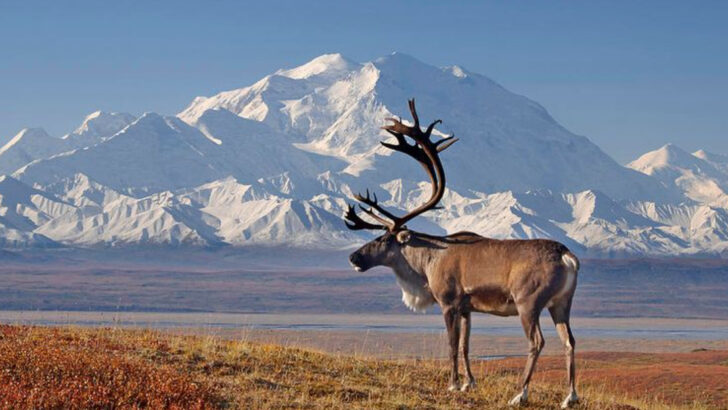 18 American Hiking Trails Where Wildlife Encounters Are Almost Guaranteed (Ranked by Species Diversity)