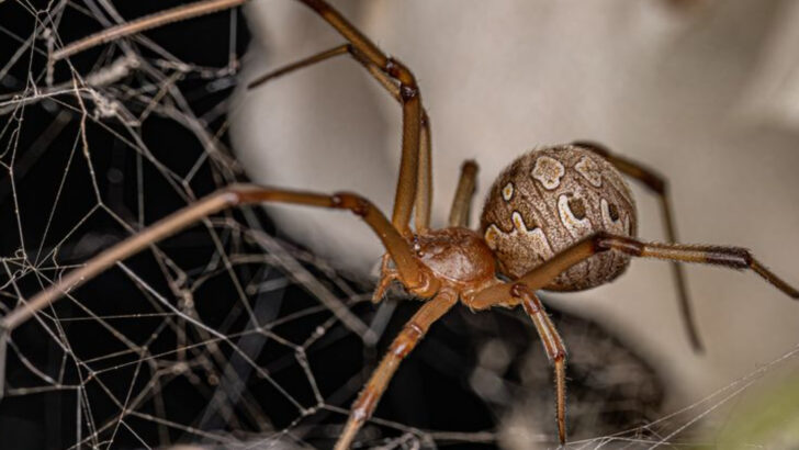 America’s 13 Deadliest Spiders and Why Most Are Harmless (And 5 That Can Ruin Your Day)