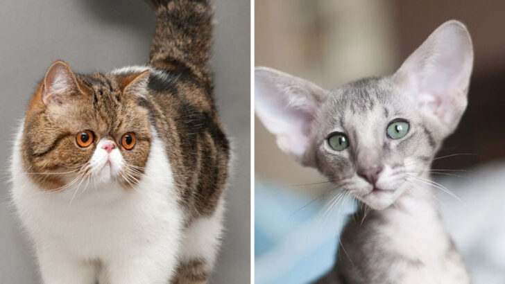 americas-most-stolen-cat-breeds-and-why-theyre-so-desired