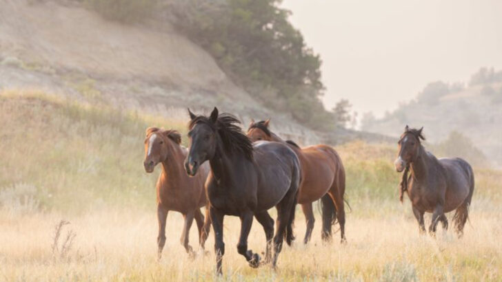 21 Animal Encounters That Make Theodore Roosevelt National Park Unforgettable