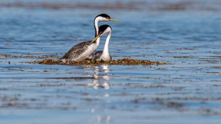 18 Animals Now Roaming California’s Central Valley After River Restorations