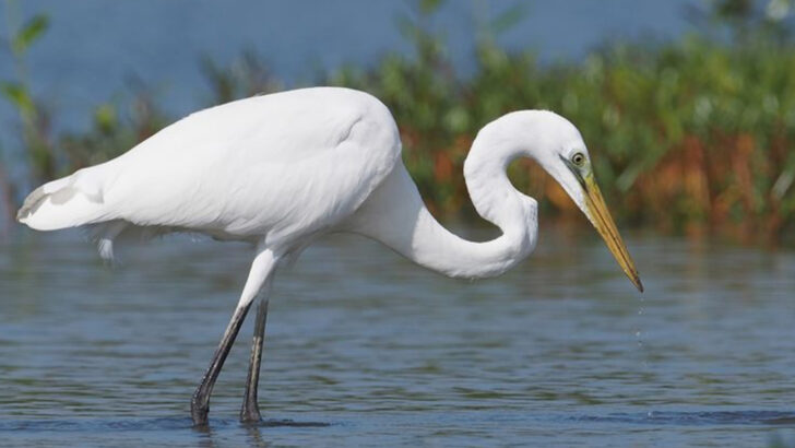animals-that-came-back-to-the-los-angeles-river-after-decades-of-pollution