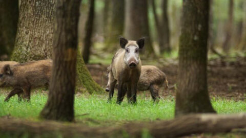 16 Animals That Can Ruin Your Hunt If You’re Not Prepared - Exploring Animals