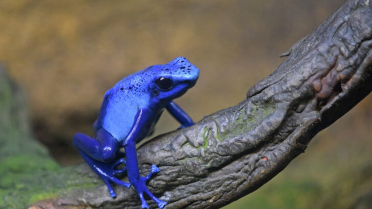 animals-that-cost-zoos-a-fortune-to-care-for-some-over-1-million-a-year